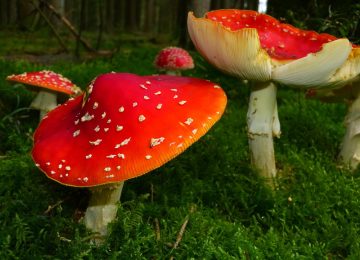 植物大战僵尸中文版战斗场景截图，夜晚关卡中蘑菇植物与普通僵尸、路障僵尸对战，画面右侧显示中文阳光倒计时