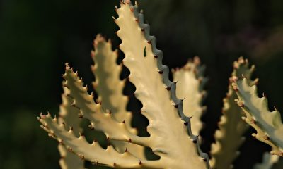 植物大战僵尸中文版道具商店界面截图，显示各种植物卡片和价格，全部文字为简体中文，界面设计精致